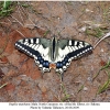 papilio machaon male2